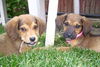 Sc Litter Mork - ADOPTED 07.06.11