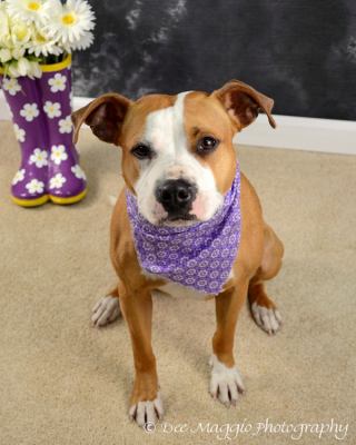 Diva-ADOPTED 08/16/12