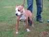 Diva-ADOPTED 08/16/12