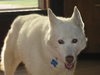 Snow White-ADOPTED 08.12.11