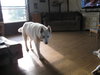 Snow White-ADOPTED 08.12.11