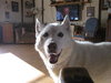 Snow White-ADOPTED 08.12.11
