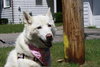 Snow White-ADOPTED 08.12.11