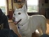 Snow White-ADOPTED 08.12.11