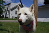 Snow White-ADOPTED 08.12.11