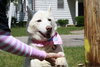 Snow White-ADOPTED 08.12.11