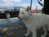 Snow White-ADOPTED 08.12.11