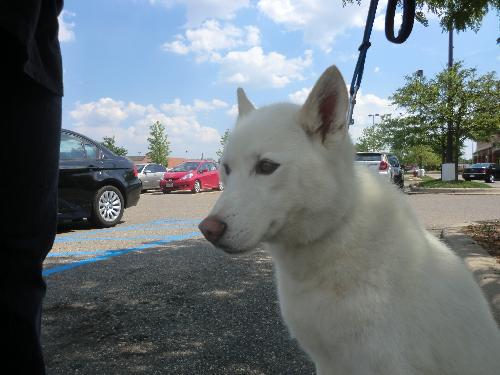 Snow White-ADOPTED 08.12.11