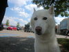 Snow White-ADOPTED 08.12.11
