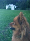 Rosebud - ADOPTED 11.08.11
