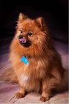 Rosebud - ADOPTED 11.08.11