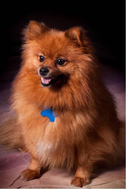 Rosebud - ADOPTED 11.08.11