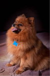 Rosebud - ADOPTED 11.08.11