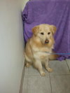 Rusty - ADOPTED 06.11.14