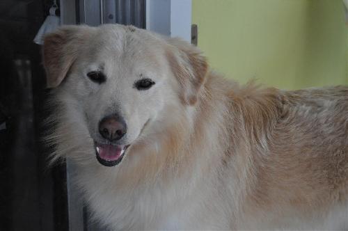 Rusty - ADOPTED 06.11.14