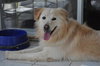 Rusty - ADOPTED 06.11.14