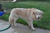Rusty - ADOPTED 06.11.14