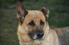 Abby-ADOPTED-1.19.12