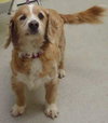 Angel - ADOPTED 11.19.11