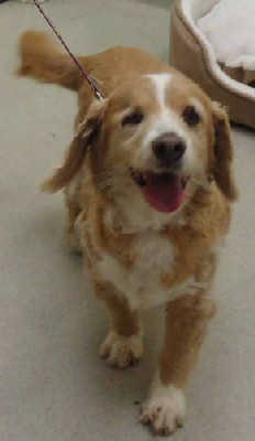 Angel - ADOPTED 11.19.11