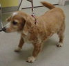 Angel - ADOPTED 11.19.11