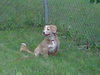 Angel - ADOPTED 11.19.11