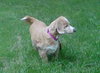 Angel - ADOPTED 11.19.11
