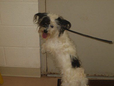 Skip- ADOPTED-7.14.11