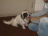 Skip- ADOPTED-7.14.11