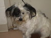 Skip- ADOPTED-7.14.11