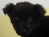 Tizzy - ADOPTED 08.31.11