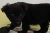 Tizzy - ADOPTED 08.31.11