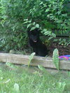 Tizzy - ADOPTED 08.31.11