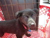 Tizzy - ADOPTED 08.31.11