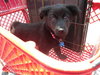 Tizzy - ADOPTED 08.31.11