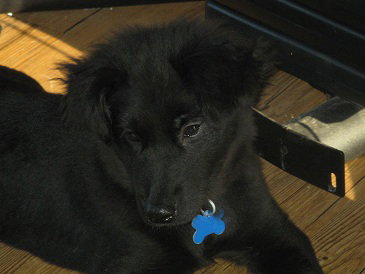 Tizzy - ADOPTED 08.31.11