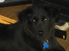 Tizzy - ADOPTED 08.31.11