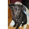 Tizzy - ADOPTED 08.31.11