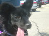 Tc Litter-Lucia-PENDING