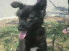 Tc Litter-Lucia-PENDING