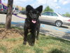 Tc Litter-Lucia-PENDING