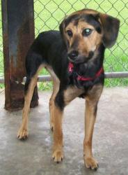 Poppy - ADOPTED 08.22.11