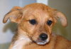 Breathless Mahoney-ADOPTED-7.20.11