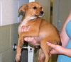 Breathless Mahoney-ADOPTED-7.20.11