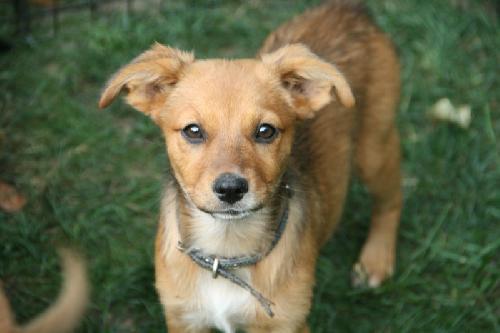 Breathless Mahoney-ADOPTED-7.20.11