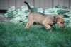 Breathless Mahoney-ADOPTED-7.20.11