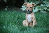 Breathless Mahoney-ADOPTED-7.20.11