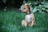 Breathless Mahoney-ADOPTED-7.20.11