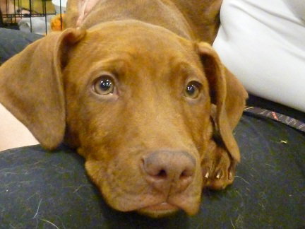 Bodie - ADOPTED 07.08.12