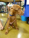 Bodie - ADOPTED 07.08.12